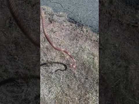 camera iphone 8 plus apk Came across a Red racer snake (Santa Fe NM)