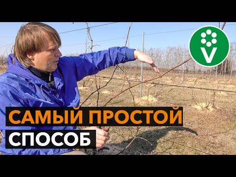 ОБРЕЗКА ВИНОГРАДА ВЕСНОЙ
