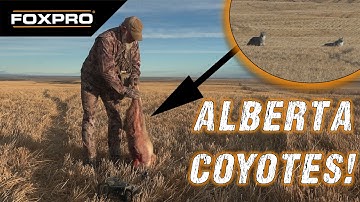 Mouthy Alberta Coyotes - Coyote Hunting