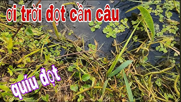 Cắm Câu Cá Lóc Vườn Sau Nhà Nó Kéo Muốn Gãy Đọt Cần Câu Luôn # SĂN BẮT ĐỒNG THÁP #