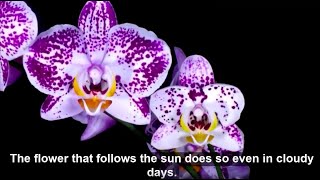 Best flower Quotes and Blooming flowers time lapse for inspiration and relaxation screenshot 5