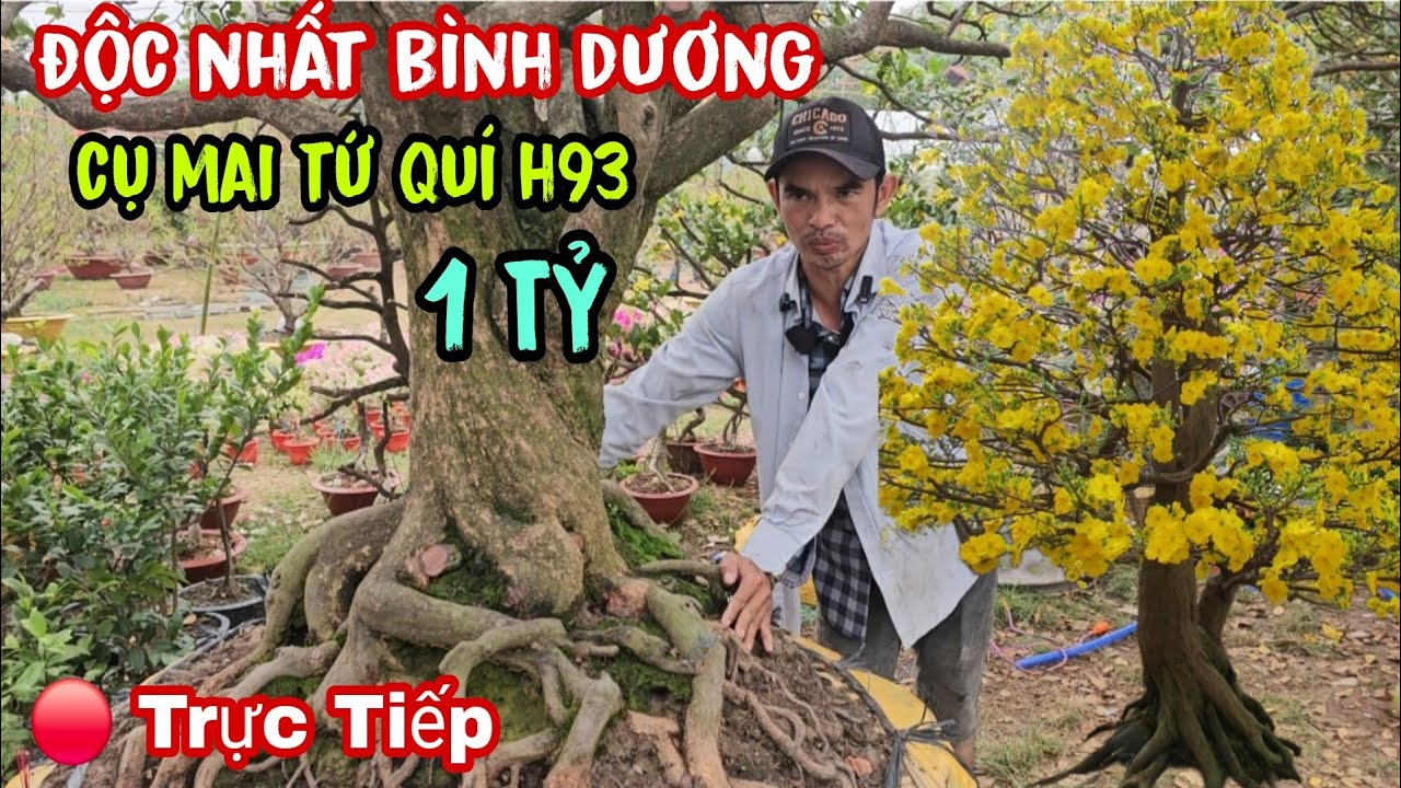 Trời Ơi Phát Hiện Chủ Vườn Mai Tứ Quí Khủng Có 102 Ở Bình Dương Ngay Lúc Này 