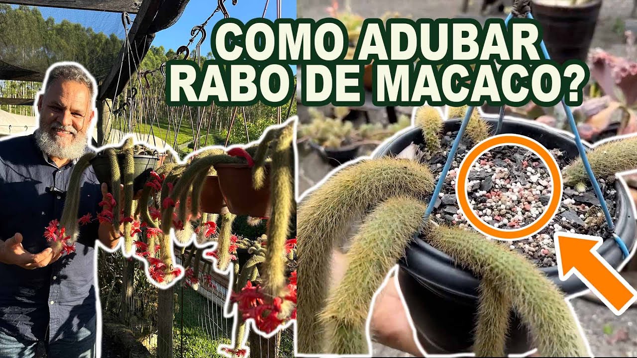 006 | Como Adubar o Rabo de Macaco