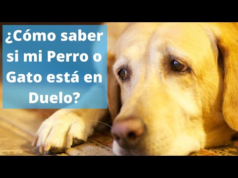 วีดีโอ: Duelo en Perros y Gatos