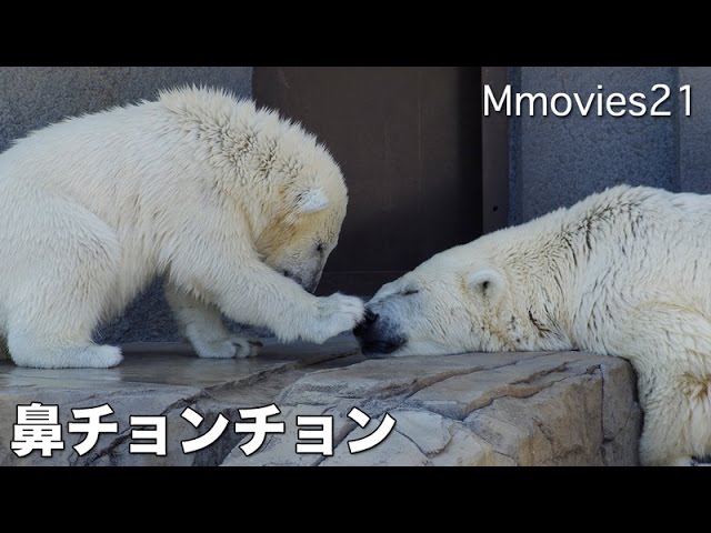 Go! Polar Ranger しろくま仮面は今日も行く！ - YouTube