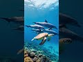 When Sea Turtles and Dolphins Share the Same Ocean Paradise #oceanlife  #marineanimals