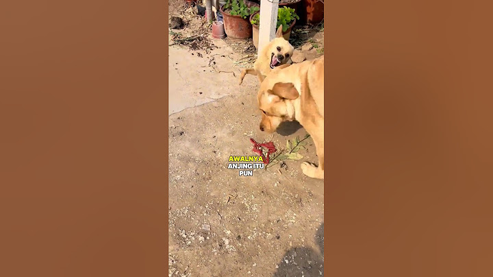 Pria ini membawa bekingnya karena selalu dikejar anjing