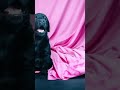 Питомник Меркури Паппи предлагает элитного щенка лабрадора.Девочка. Полностью привита. #лабрадор