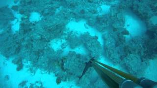 spearfishing Shark Attack   2013