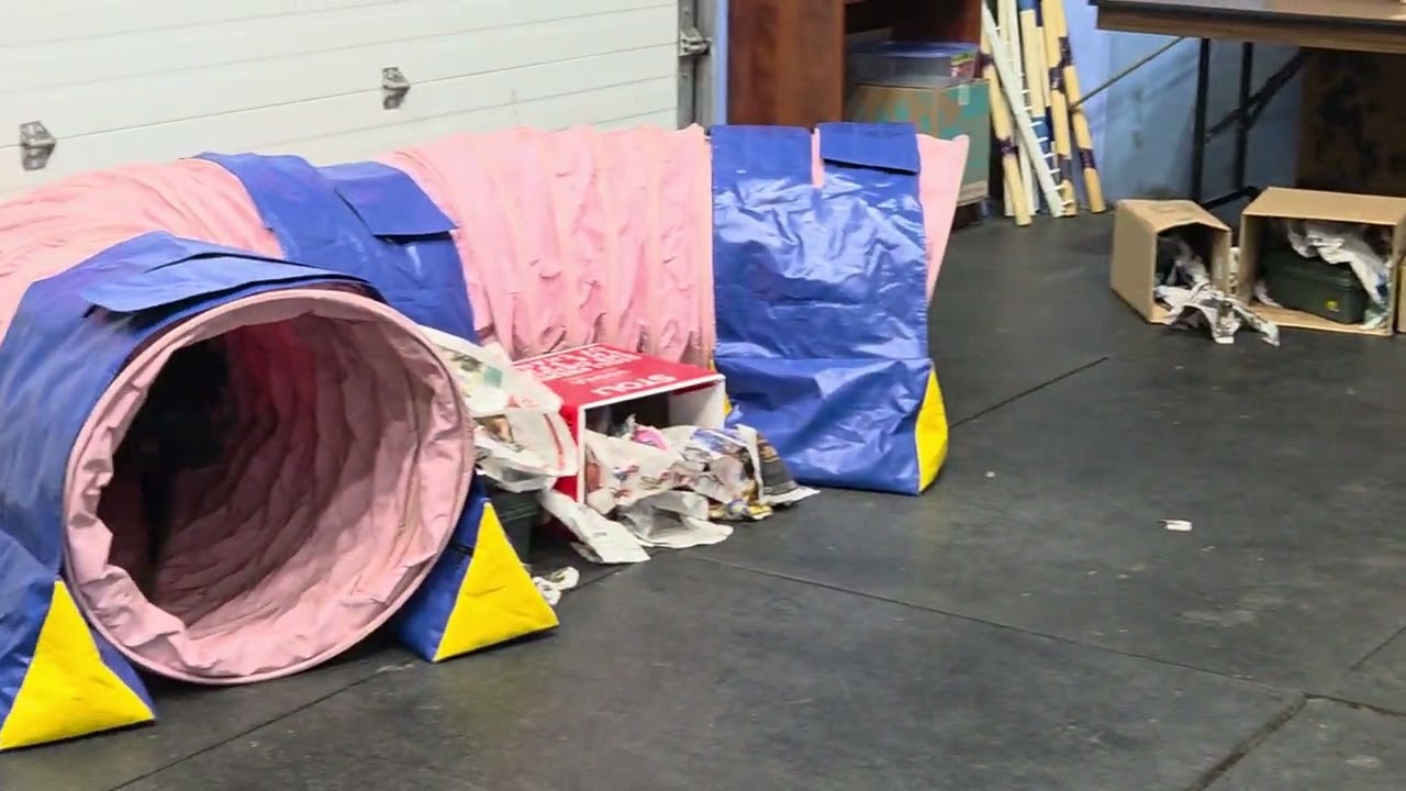 20251130 Roxie having fun doing Happy Ratters. 3 rats