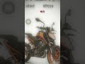 #aadivasi_status #timlishorts