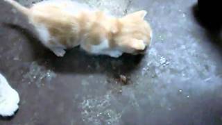 沖縄花屋アレンジマニア猫ちゃん.AVI