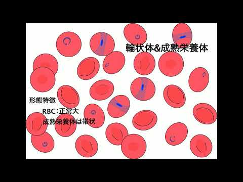 ラットの原虫感染、症状・治療法・予防法を実体験から解説