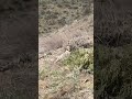 PartridgeTV (5 short) Partridge Keklik Kew الحجل  鹧鸪 Rebhuhn куропатка Perdiz Chukar