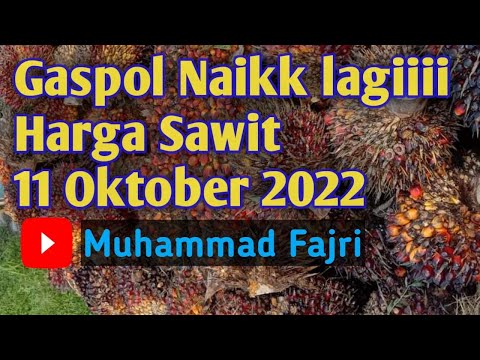 WawwW !!! HARGA CPO Eropa Melesat 100 US Dollar Minggu ini. Harga sawit hari ini 11 Oktober 2022