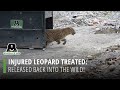 Injured leopard treated released back into the wild