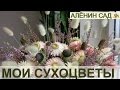 БЕССМЕРТНИКИ, РУДБЕКИЯ И ЗАЯЧИЙ ХВОСТ - СУХОЦВЕТЫ В МОЕМ САДУ / Букет из сухоцветов / 3. Цветение