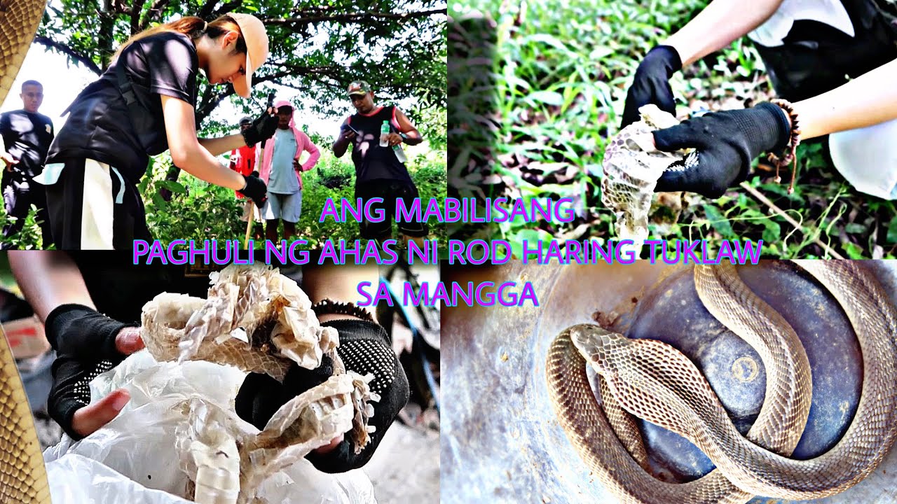 ANG MABILISANG PAGHULI NG AHAS NI ROD HARING TUKLAW SA MANGGA AT BALAT NG RAT SNAKE SA SAN FERNANDO