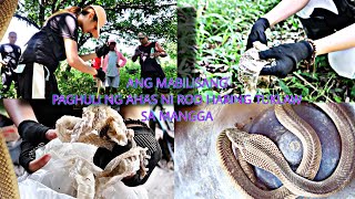 Ang Mabilisang Paghuli Ng Ahas Ni Rod Haring Tuklaw Sa Mangga At Balat Ng Rat Snake Sa San Fernando