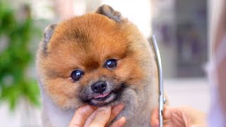 Pomeranian dog grooming ❤Teddy bear style haircut!