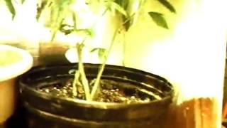 MPEG0001tbones grow room part 1