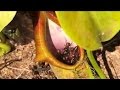 EATEN ALIVE: ANTS VS PLANTS - CARNIVOROUS PLANT TAKES ON A HUGE ANTS NEST