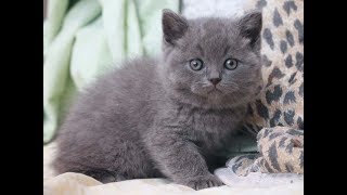 Милый серый котенок умывается и мурчит. Милый серый котенок умывается и мурчит.