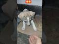 ​"Why Your Dog Won't Listen to You" #shorts #shortsfeed #trending #viral #fun #dog #instagram #asmr