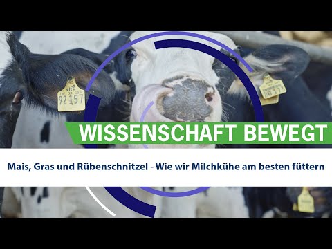 Video: Wie füttert man Rübenschnitzel?