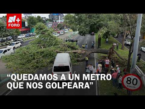 Tree Falls on Two Vehicles on Viaduct, Leaving 6 Injured in CDMX
