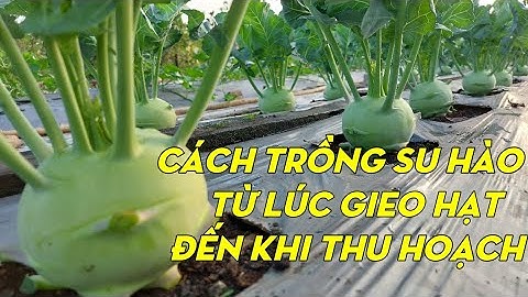 Cách trồng su hào cho củ to | Phan Đức #179