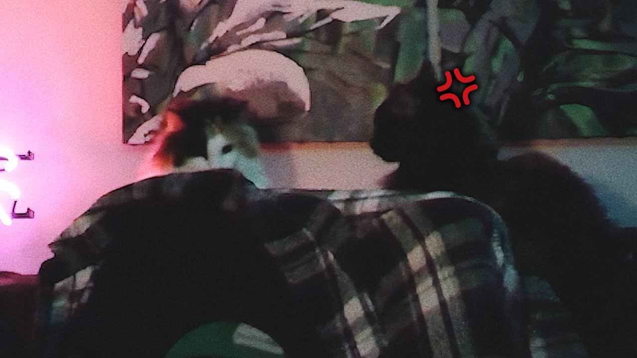 【ふぉい】配信中に突如始まった猫同士の喧嘩を見守るDJふぉい【ふぉい切り抜き/レぺゼン/foy/猫】