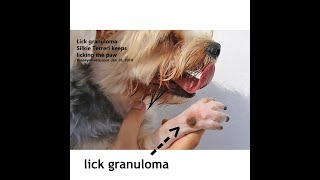 VET CASE STUDY: A Silkie Terrier keeps licking a  lick granuloma on her right wrist. What to do?
