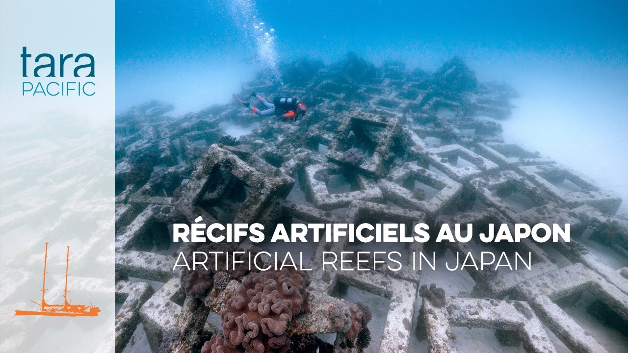 [TaraPacific] Récifs artificiels au Japon // Artificial reefs in Japan