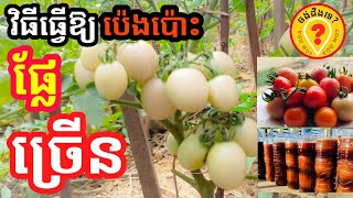 វិធីធ្វើឱ្យប៉េងប៉ោះផ្លែច្រើន how to grow tomatoes to get a lot of fruit