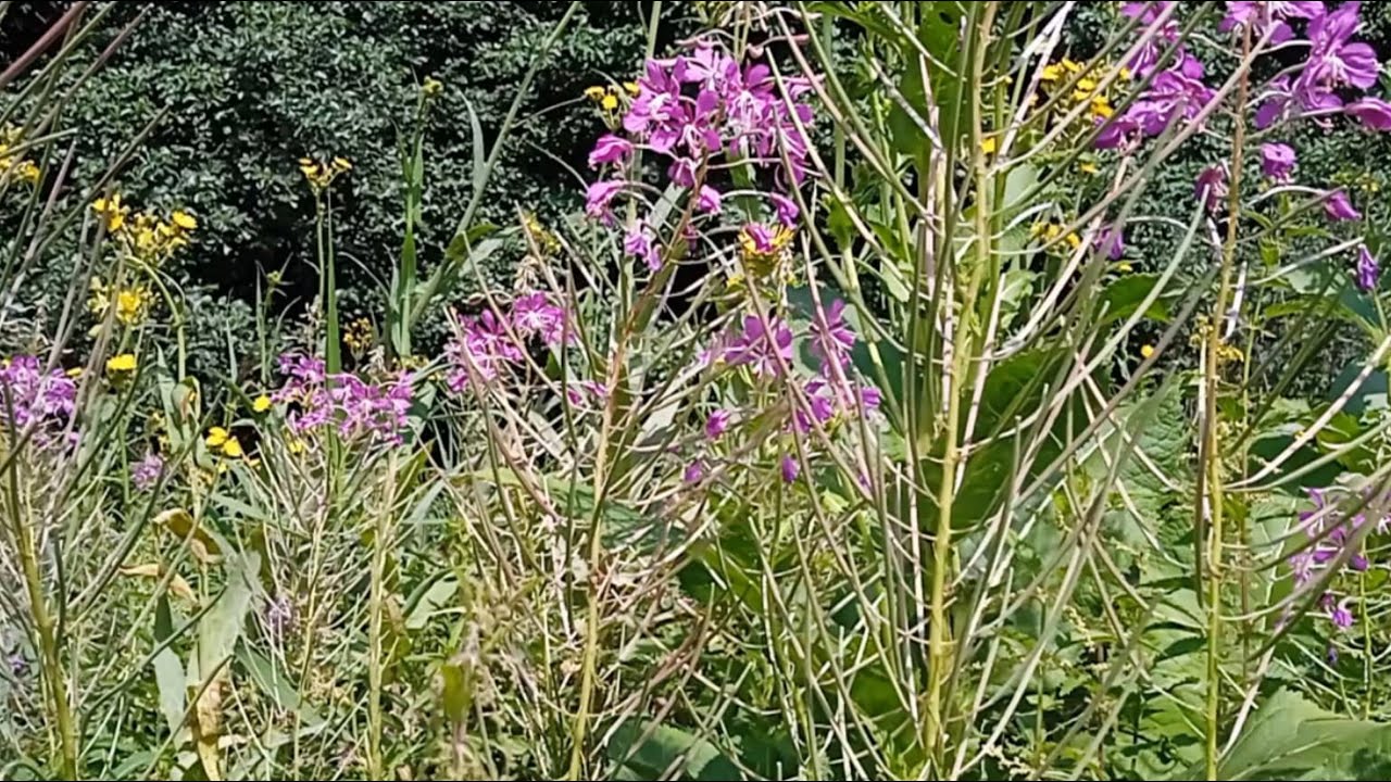 ИВАН ЧАЙ КОПОРСКИЙ ЧАЙ/сбор, подготовка и 3 способа ферментации иван ...