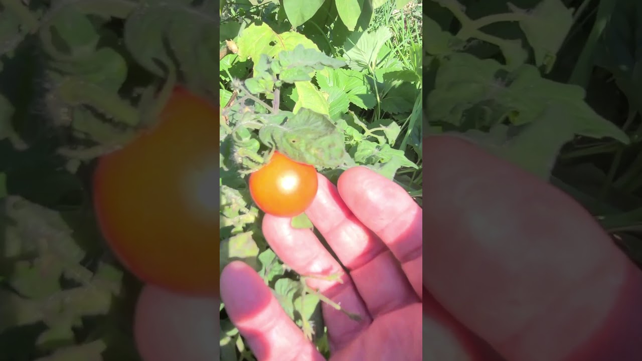 The Last Vilma Micro Tomato From The Raised Bed