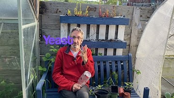 A home made slug trap with a yeast filled bait.