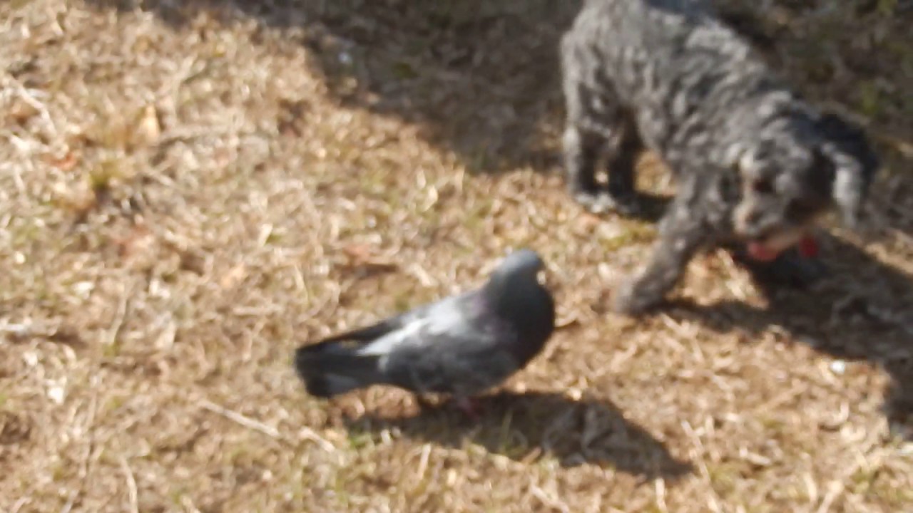 PIGEON VS DOG # 2