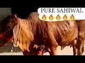 Indias no1 sahiwal cattle supplier  gupta dairy farm karnal