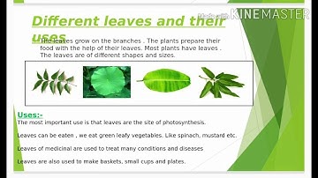 Ch 6 The World of Plants Grade 3 (EVS)