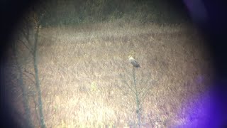 White Tailed Eagle In Berezinsky Reserve Belforrest