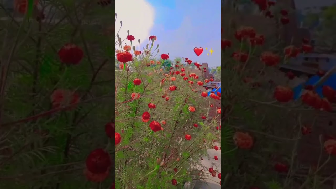 teri yaado ki chadar odhe ❤️❤️❤️🌹🌹🌹