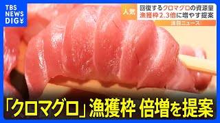 人気の「クロマグロ」 資源量回復で日本は漁獲枠の倍増を提案｜TBS NEWS DIG