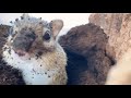 シマリスが作った巣穴を覗いてみよう!/Let's take a look at a chipmunk nest
