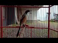 Cendet Gacor Isian Kenari Pancingan Cendet Macet Bunyi Dan Cendet Trotol Pancingan Cendet Anakan Mp3 - Mp4 Download