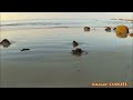 Plage de lanse du brick maupertus  nordcotentin normandie