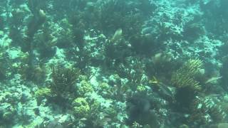 2015 06 07 011 Coffins Patch   Lion Fish