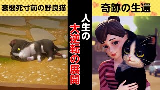 「パズにゃん/Kitten Match」猫たちの悲しい人生