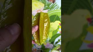 Have You Tried This Tropical Fruit